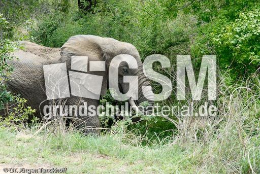 Afrikanischer Elefant (11 von 131).jpg